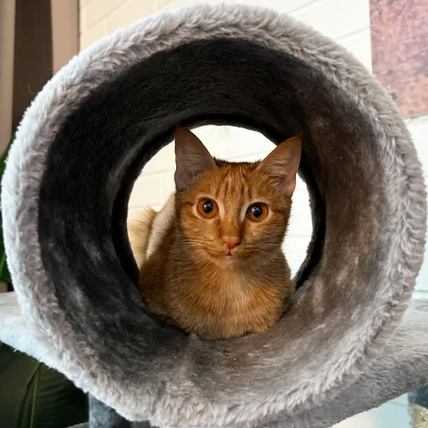 If you’ve been following us, you’ll remember we rescued a little orange kitten in September and rais...